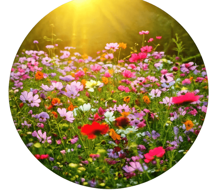 Actie wisselbeplanting